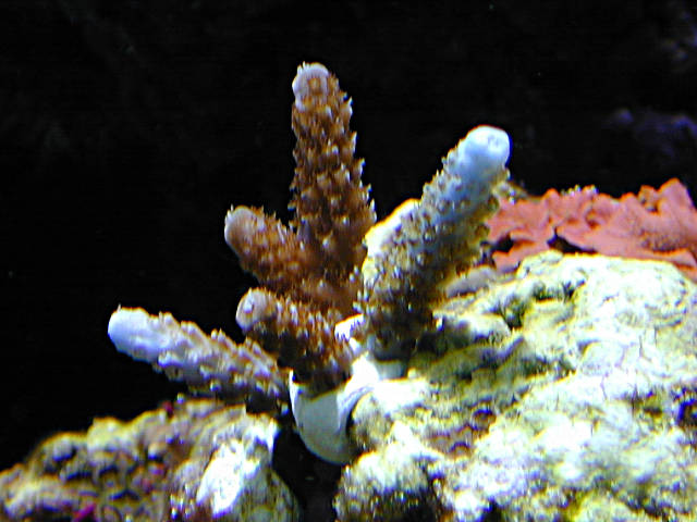 Bluetip Acropora Staghorn Coral - My Chunk of the Ocean